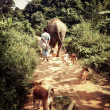 Morning walk at BLES with Lotus, her mahout, and the usual canine suspects.