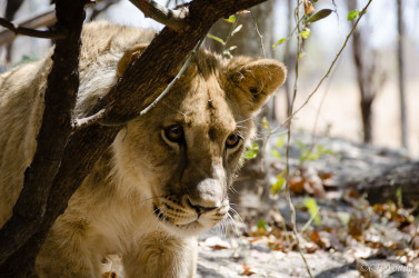 Kovu