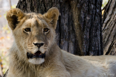 Kovu