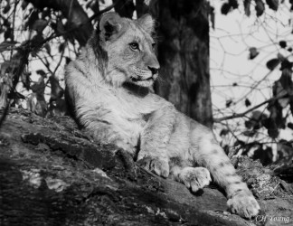 Kasama + Kovu + Namwala + Nembwe + Nkoya