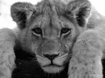Kasama + Kovu + Namwala + Nembwe + Nkoya