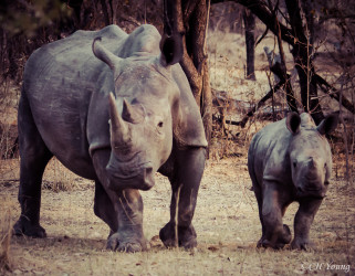 Baby white rhino and mother