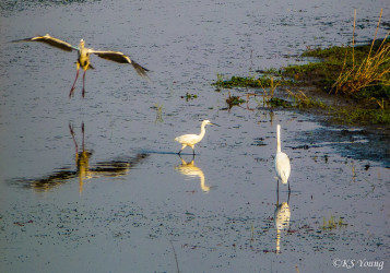 Gray Heron, Yellow-billed Egret, Little Egret