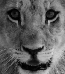 Kasama + Kovu + Namwala + Nembwe + Nkoya