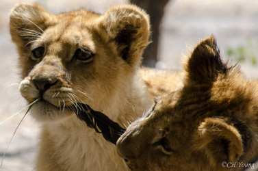 Kasama + Kovu + Namwala + Nembwe + Nkoya