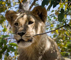 Kasama + Kovu + Namwala + Nembwe + Nkoya