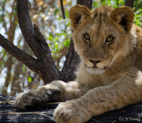 Kasama + Kovu + Namwala + Nembwe + Nkoya