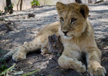 Kasama + Kovu + Namwala + Nembwe + Nkoya