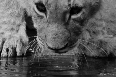 Kasama + Kovu + Namwala + Nembwe + Nkoya