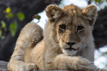 Kasama + Kovu + Namwala + Nembwe + Nkoya