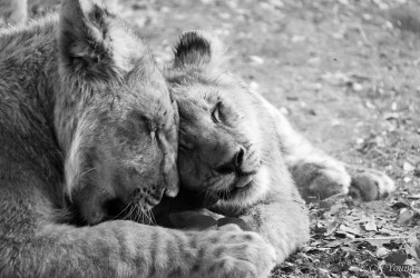 Kasama + Kovu + Namwala + Nembwe + Nkoya