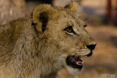 Kasama + Kovu + Namwala + Nembwe + Nkoya