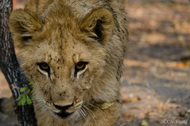 Kasama + Kovu + Namwala + Nembwe + Nkoya