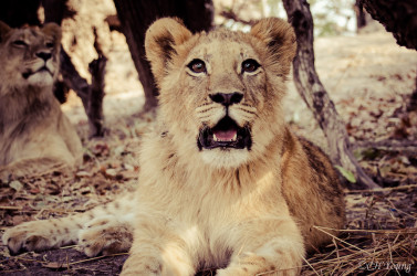 Kasama + Kovu + Namwala + Nembwe + Nkoya