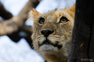 Kasama + Kovu + Namwala + Nembwe + Nkoya