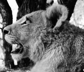 Kasama + Kovu + Namwala + Nembwe + Nkoya