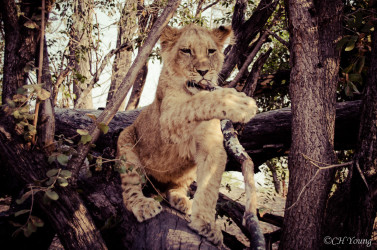 Kasama + Kovu + Namwala + Nembwe + Nkoya