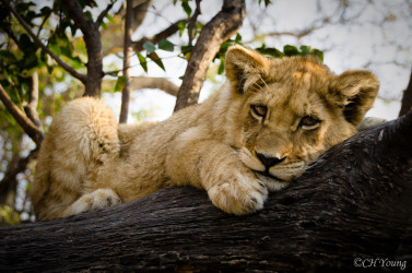 Kasama + Kovu + Namwala + Nembwe + Nkoya