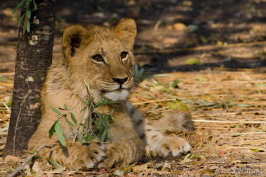 Kasama + Kovu + Namwala + Nembwe + Nkoya