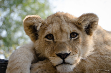 Kasama + Kovu + Namwala + Nembwe + Nkoya