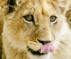 Kasama + Kovu + Namwala + Nembwe + Nkoya