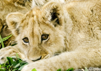 Kasama + Kovu + Namwala + Nembwe + Nkoya