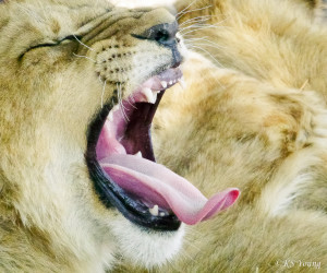 Kasama + Kovu + Namwala + Nembwe + Nkoya