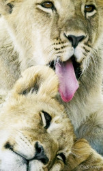 Kasama + Kovu + Namwala + Nembwe + Nkoya