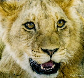 Kasama + Kovu + Namwala + Nembwe + Nkoya