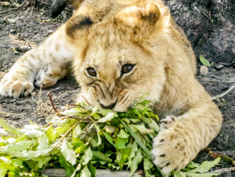 Kasama + Kovu + Namwala + Nembwe + Nkoya