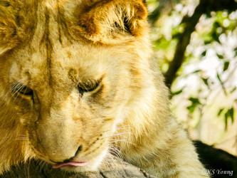 Kasama + Kovu + Namwala + Nembwe + Nkoya