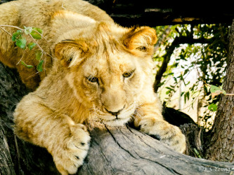 Kasama + Kovu + Namwala + Nembwe + Nkoya