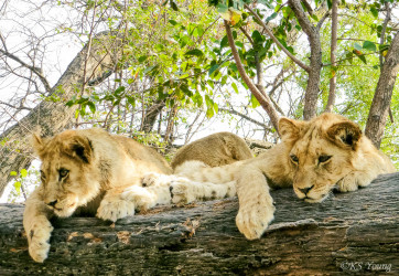 Kasama + Kovu + Namwala + Nembwe + Nkoya