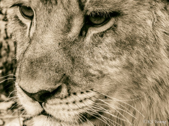 Kasama + Kovu + Namwala + Nembwe + Nkoya