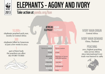 Elephants - Agony and Ivory