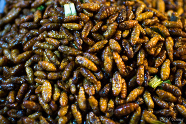 Insects! It's what's for dinner at Chiang Mai Sunday Market.