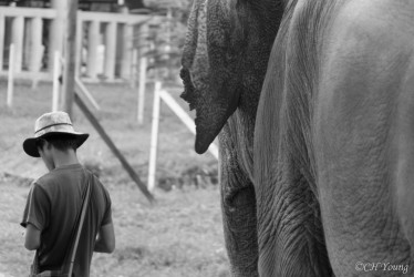 Elephant + mahout