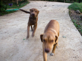 Some of our official canine greeters at BLES. Always a blur of love and affection.