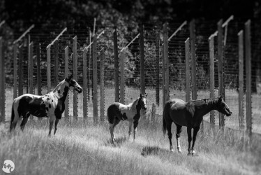 Neighboring horses watch as the CE7 come out onto Young's Hill