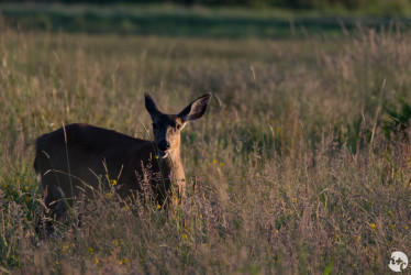 Black-tailed dear at twilight during summer solstice
