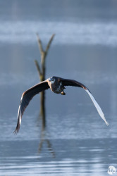 A great blue heron takes flight