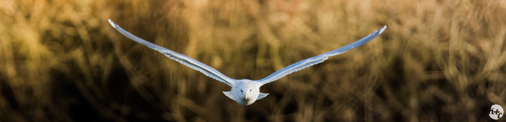 Glaucous-winged gull takes flight