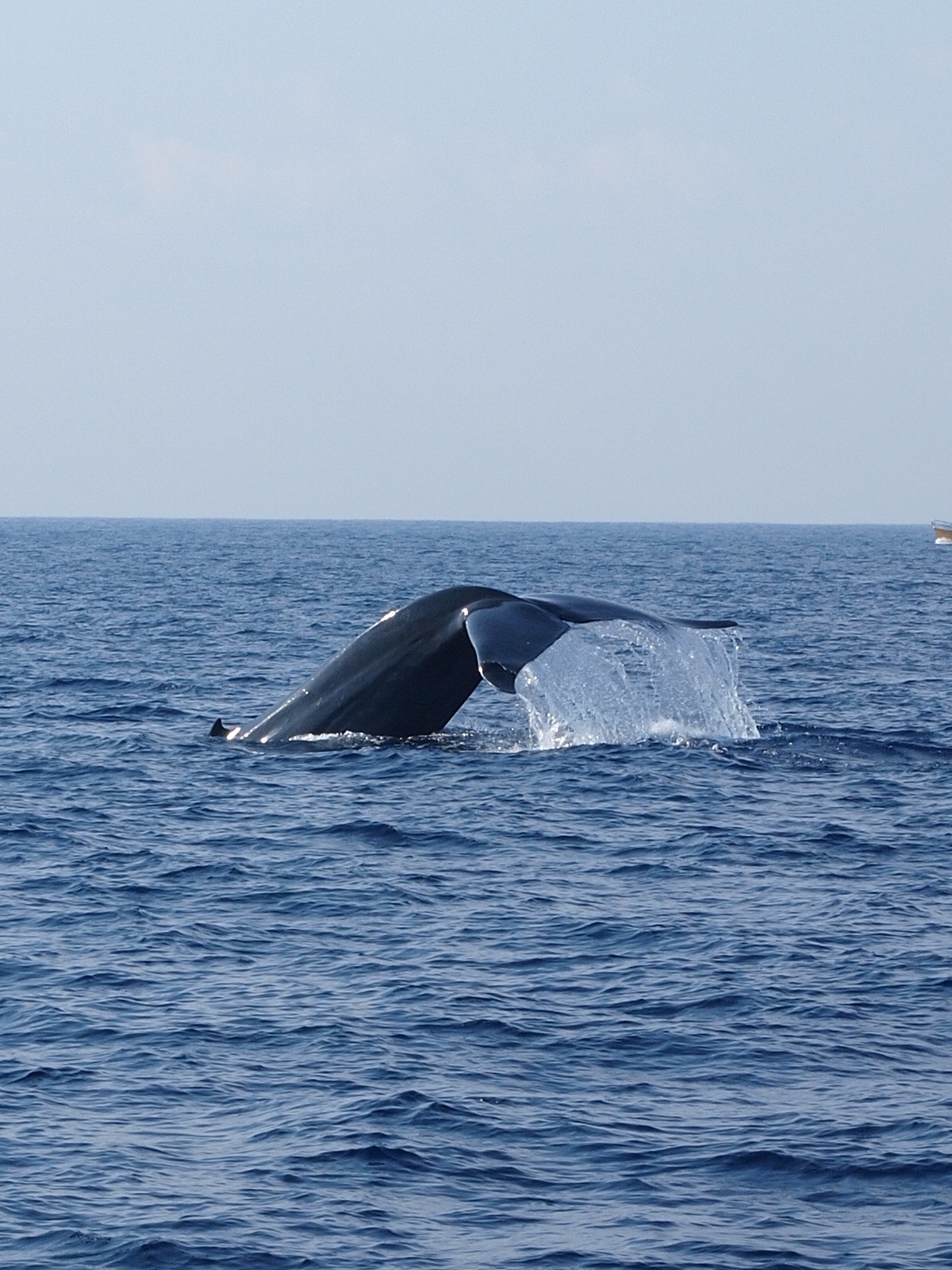 Blue whale off the coast of Sri Lanka. Photo courtesy Mark Clayden.
