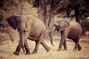 Elephant research in the Mosi-oa-Tunya National Park