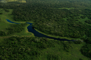 Aerial view of Brazil's Pantanal wetlands, the world's largest and where I currently work. Looking for jaguars in this is difficult, to say the least. (Photo courtesy Adam Bannister.)
