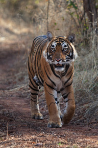 Photo of tiger in India's Ranthambhore National Park. (Photo courtesy Adam Bannister.)
