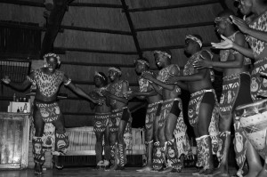 Ingonyama performing in the dining hall at Antelope Park