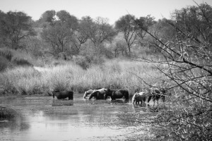 Horses in the river outside our tent