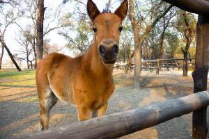 One of AP's foals