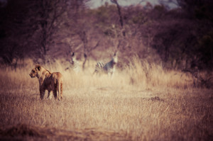 Laili stalking zebra